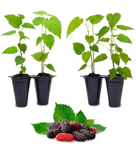 Amazon.com : KVITER 15 Chocolate Vine Seeds (Akebia Trifoliata